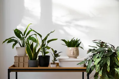 The Ultimate Guide to Creating a Home Jungle with Tropical PlantsIllustration