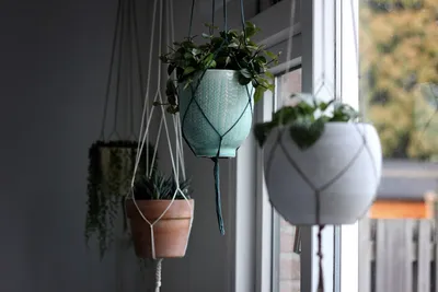 How to Perfectly Display Hanging Plants for Maximum EffectIllustration
