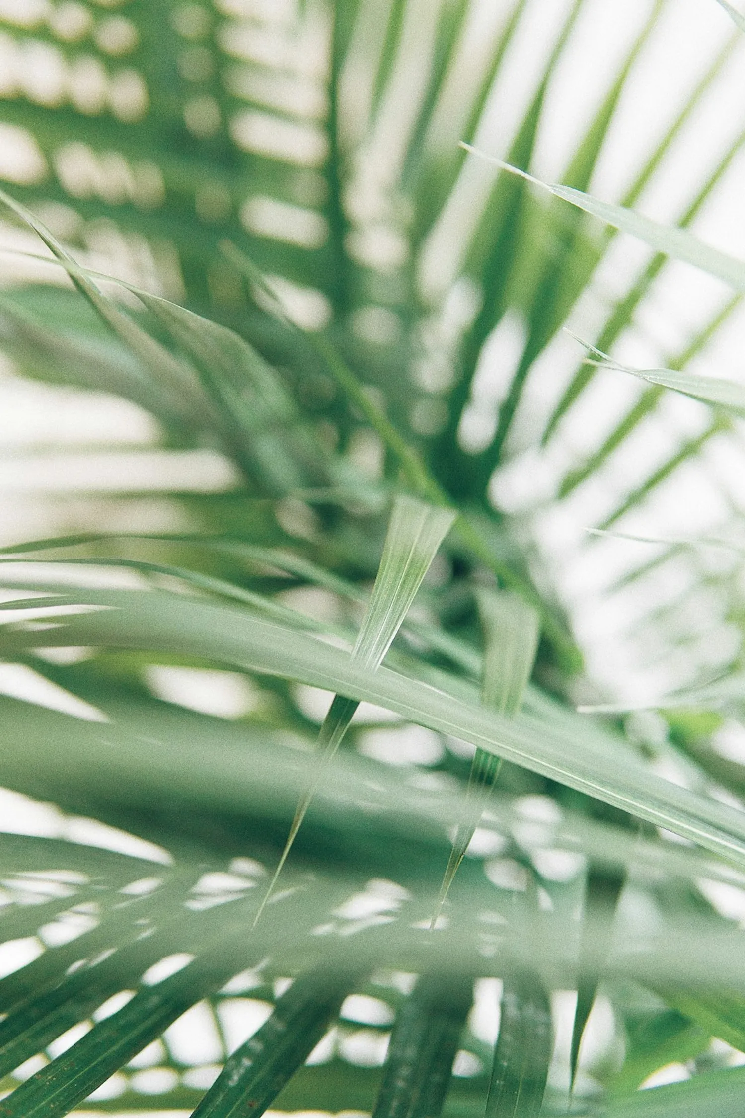 Best Way to Add Lush Greenery to Your Home Decor with Artificial Palm Trees Photo