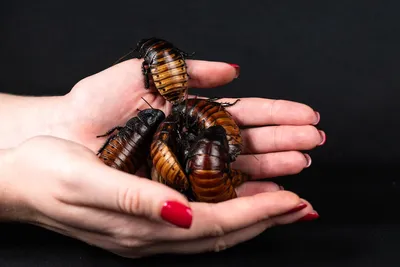 5 Types of Cockroaches to Watch Out For When Getting Cockroach Pest Control in SydneyIllustration