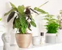 Innovative Styling Ideas: Elevate Your Space with Creative Plant Displays Photo