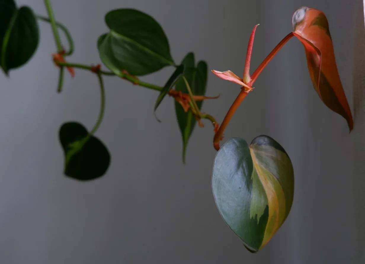Designing with Philodendrons: A Guide to Elegance and EaseIllustration